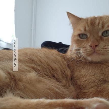 Photo 2/3 Rouky Chat lost in Neauphle le chateau