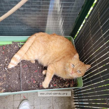 Photo 3/3 Rouky Chat lost in Neauphle le chateau