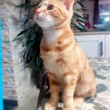 Picture of cat lost at Saint Leon