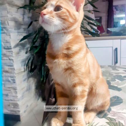 Photo 1/3 Wally Chat lost in Saint leon