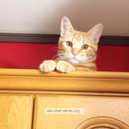 Photo 2/3 Wally Chat lost in Saint leon