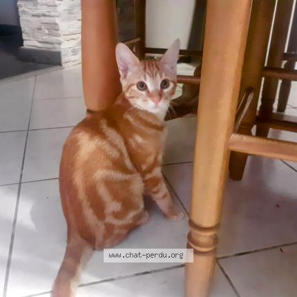 Photo 3/3 Wally Chat lost in Saint leon