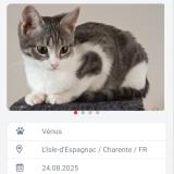 Picture of cat lost at L Isle D Espagnac