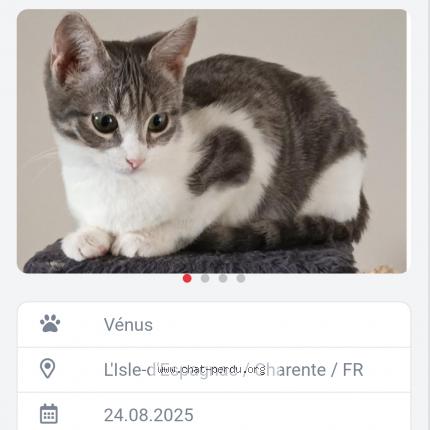 Photo 1/1 V&eacute;nus Chat lost in L isle d espagnac
