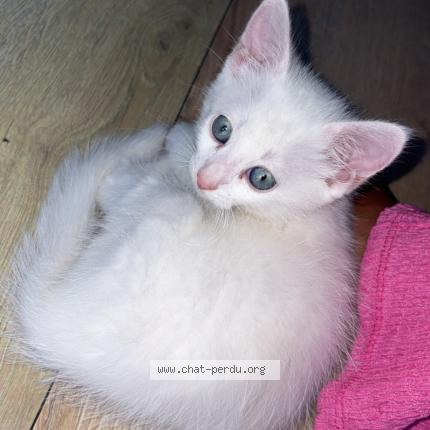 Photo 1/1 Nenette Chat lost in Castillon la bataille