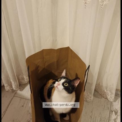 Photo 1/1 Calcifer Chat lost in Viriat