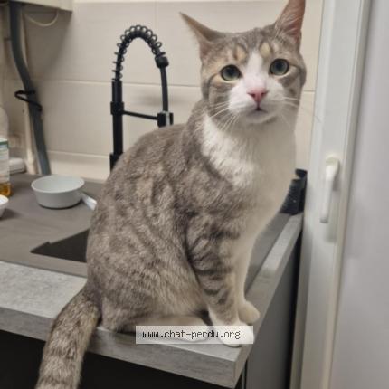 Photo 1/1 OSI Chat lost in Chauvency le chateau