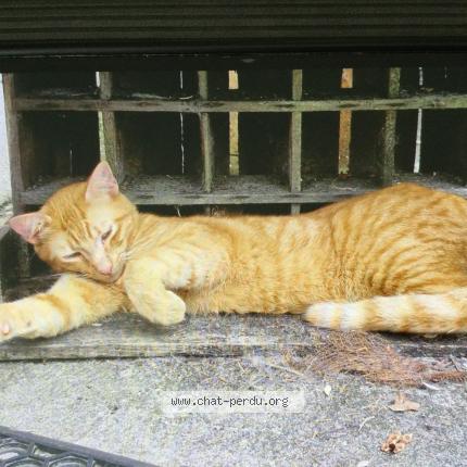 Photo 1/1 Tigroux Chat lost in Escos