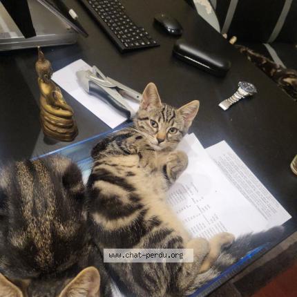 Photo 1/1 Frida Chat lost in Meaux