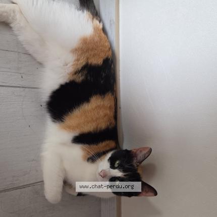 Photo 1/1 Ca Chat lost in Viriat