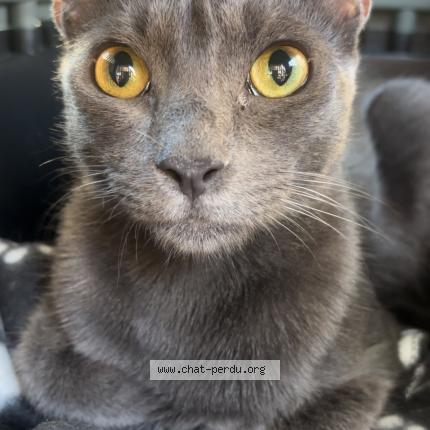 Photo 1/1 Kuma Chat lost in Perpignan