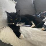 Picture of cat lost at Michery