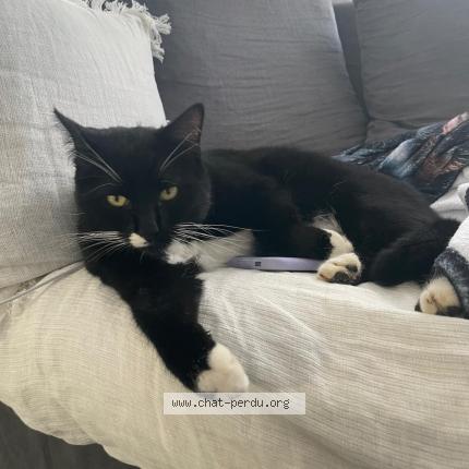 Photo 1/1 Newton Chat lost in Michery