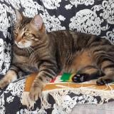 Picture of cat lost at Arcueil