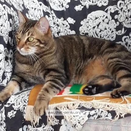 Photo 1/2 Simba Chat lost in Arcueil