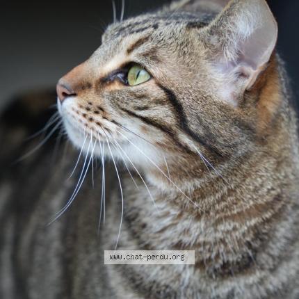 Photo 2/2 Simba Chat lost in Arcueil