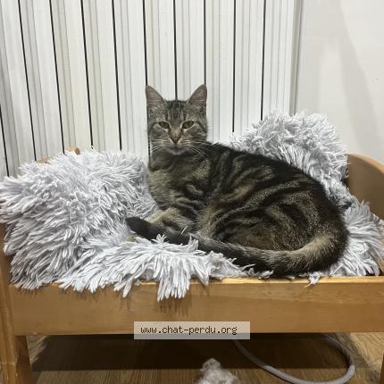 Photo 1/1 Raimie Chat lost in Hossegor