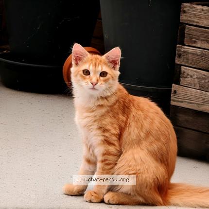 Photo 1/1 Ob&eacute;lix Chat lost in Saint cere