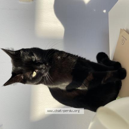 Photo 1/1 Bakara Chat lost in Saint yaguen