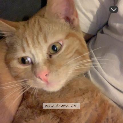 Photo 1/1 Scavo Chat lost in Quintin