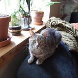 Picture of cat lost at Villeneuve La Guyard