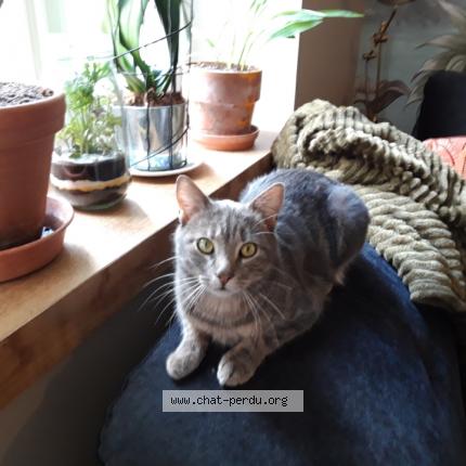 Photo 1/1 LOKI Chat lost in Villeneuve la guyard