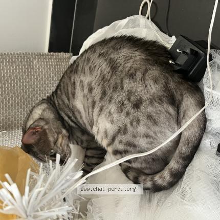 Photo 1/1 Louis Chat lost in Allonne