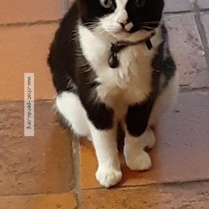 Photo 1/1 Fayette Chat lost in La foye monjault