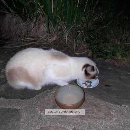 Photo 1/1 Found cat Found in Saint julien le petit