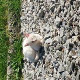 Photo of a cat found in Susten