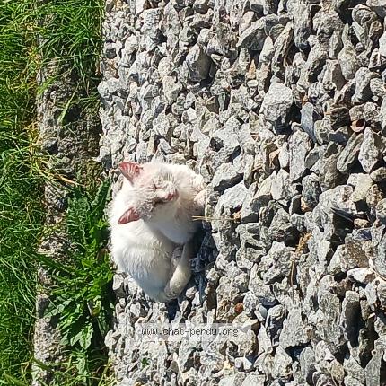 Photo 1/1 Cat reunited Lost in Susten