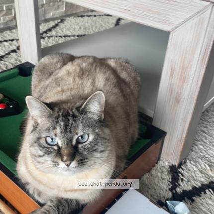 Photo 1/1 curly Chat lost in Bergerac