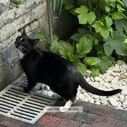 Foto van vermiste kat in Koekelberg