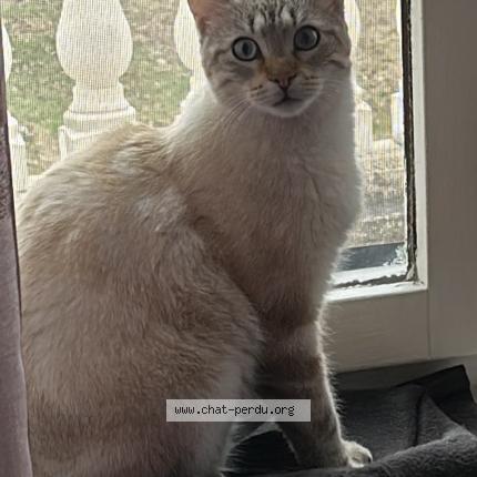 Photo 1/1 DEB Chat lost in La grand croix