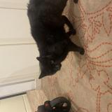 Picture of cat found at Rosny Sous Bois