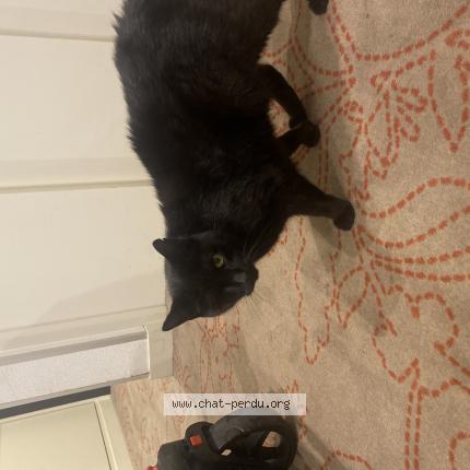 Photo 1/1 Found cat Found in Rosny sous bois