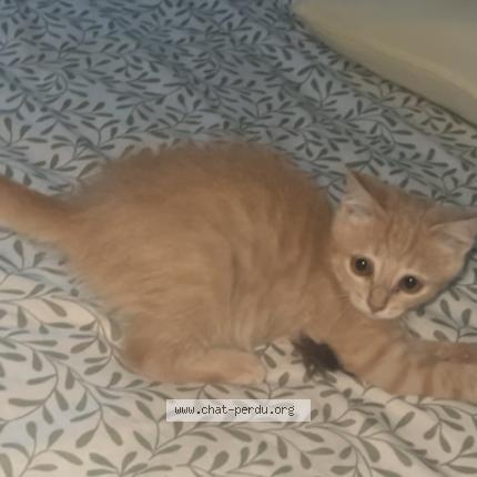 Photo 1/1 Venom Chat lost in Saint sebastien sur loire