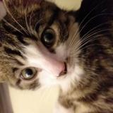 Picture of cat lost at Creteil