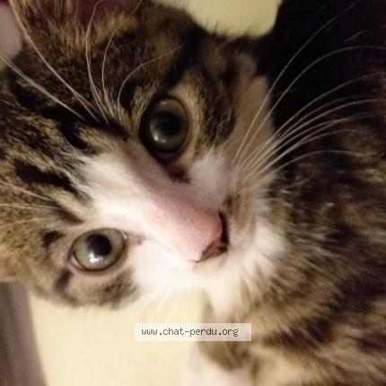 Photo 1/1 Poupouille Chat lost in Creteil