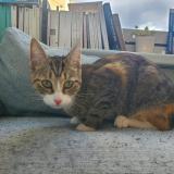 Picture of cat found at Bagnolet