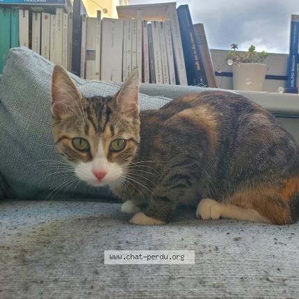 Photo 1/1 Found cat Found in Bagnolet