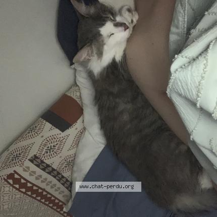 Photo 1/5 Sneezy Chat lost in Colomiers