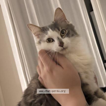 Photo 2/5 Sneezy Chat lost in Colomiers