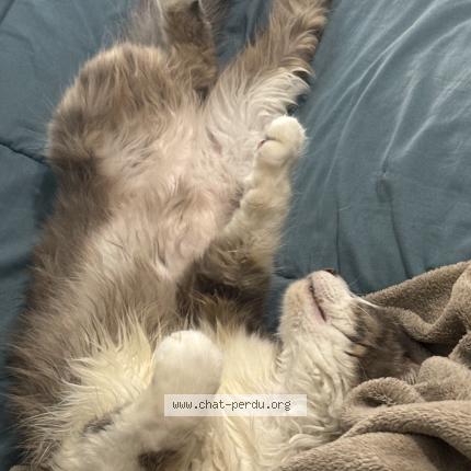 Photo 3/5 Sneezy Chat lost in Colomiers