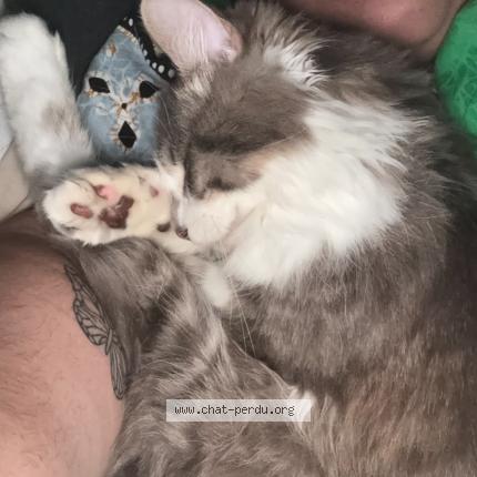Photo 4/5 Sneezy Chat lost in Colomiers