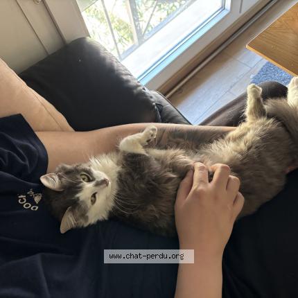 Photo 5/5 Sneezy Chat lost in Colomiers