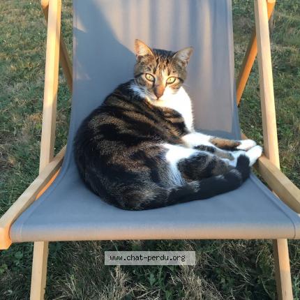 Photo 1/1 Cassette Chat lost in Heric