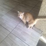 Picture of cat found at San Joaquin