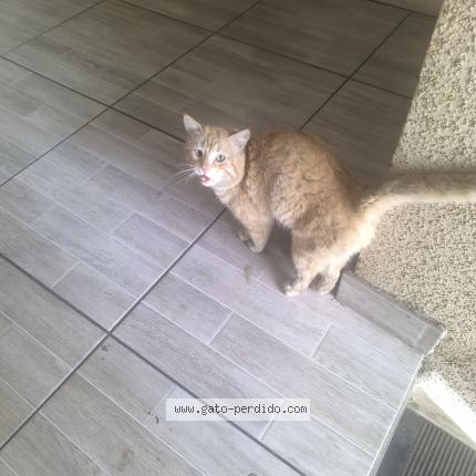 Photo 1/1 Found cat Found in San joaquin