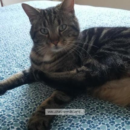 Photo 1/1 Milo Chat lost in Talmont saint hilaire